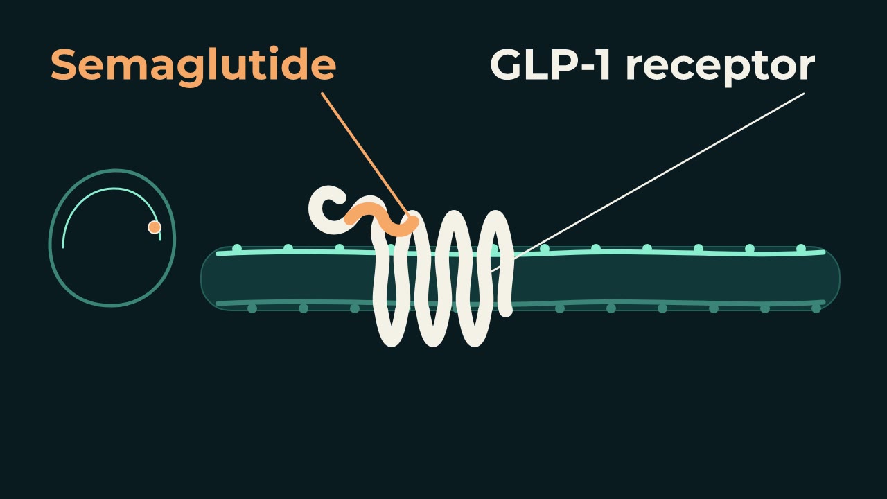 세마글루타이드가 세포막의 GLP-1 수용체 단백질에 결합하는 원리 영상 포스터